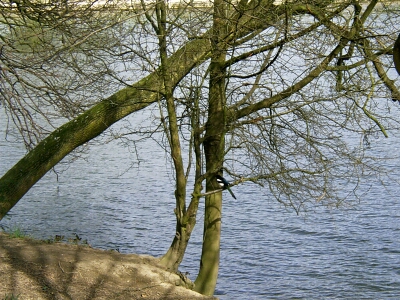 Roundhay Park